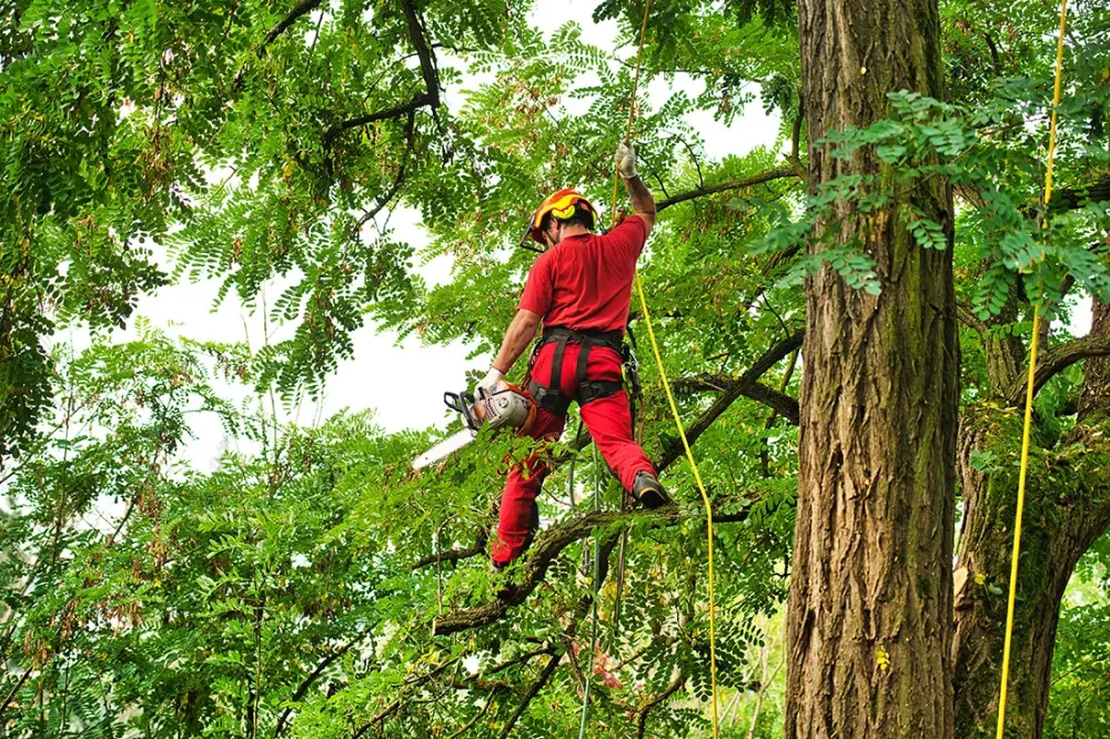 Arboriste près de Oise