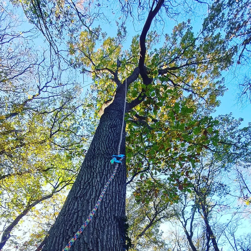 vos arbres
