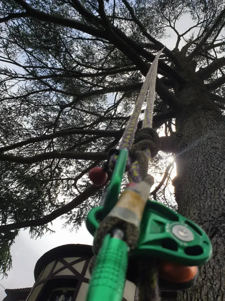 Actualité arboristewebp