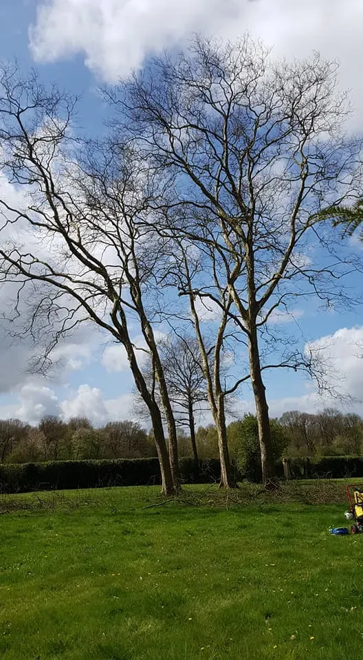 Arborijardin - Taille (1)