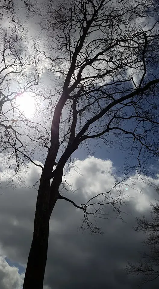 Arborijardin - Taille (2)