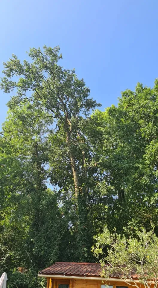 Arborijardin - Taille (3)