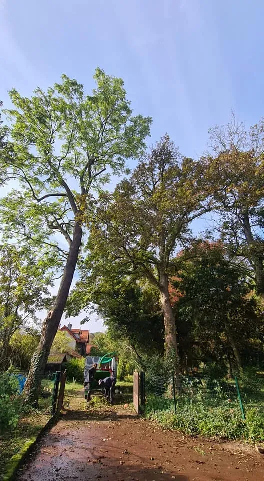 Arborijardin - Taille (6)