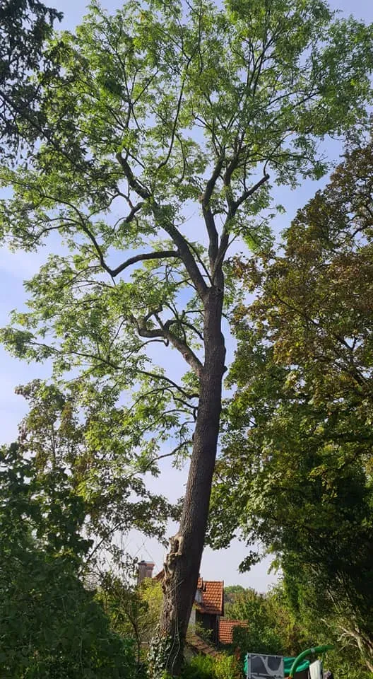 Arborijardin - Taille (7)