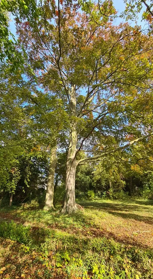 Arborijardin - Taille (8)
