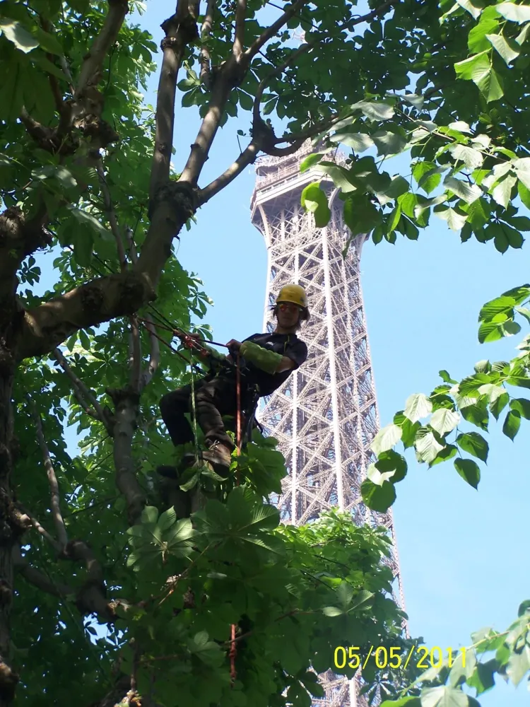 Arborijardin - Taille (14)