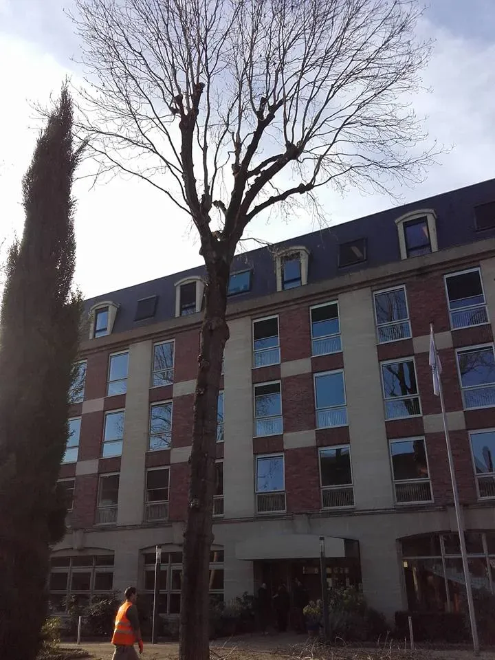 Arborijardin - Taille (15)