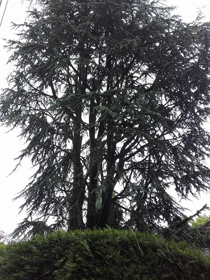 Arborijardin - Taille (18)