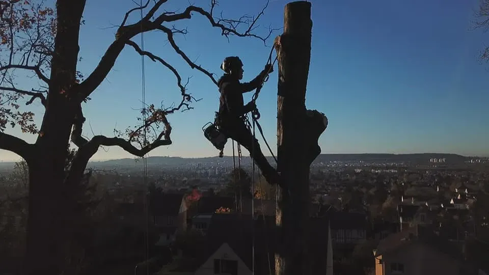 Arborijardin - Abattage et démontage (1)webp