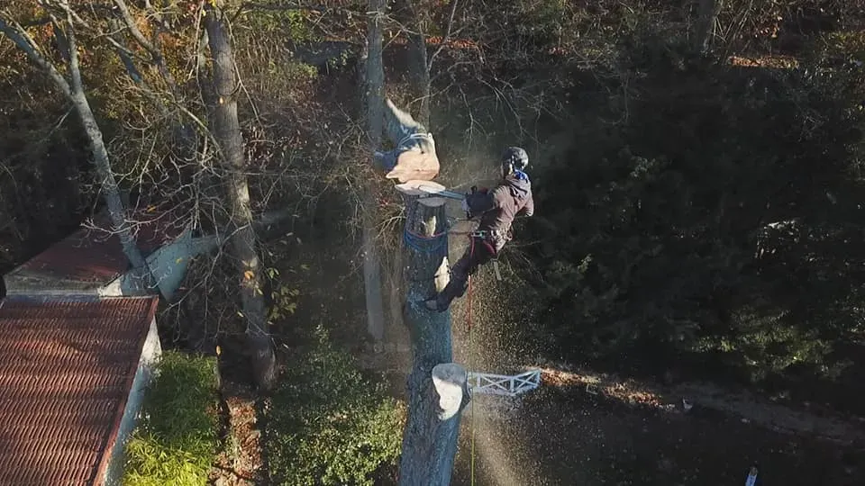 Arborijardin - Abattage et démontage (2)webp
