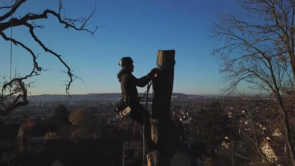 Arborijardin - Abattage et démontage (3)webp