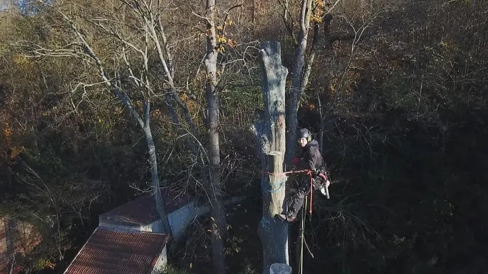 Arborijardin - Abattage et démontage (4)webp