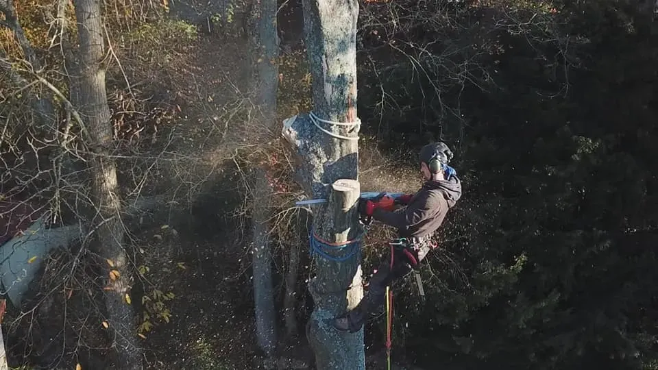 Arborijardin - Abattage et démontage (5)webp