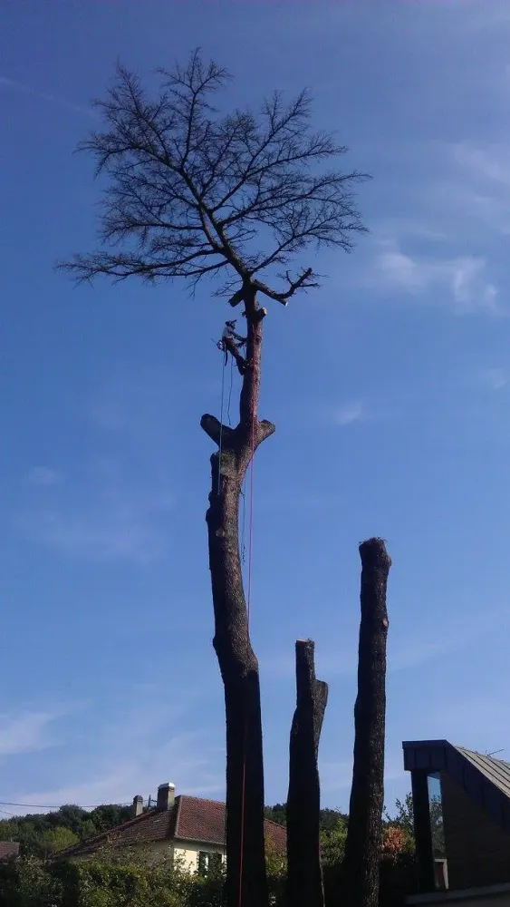 Arborijardin - Abattage et démontage (6)webp