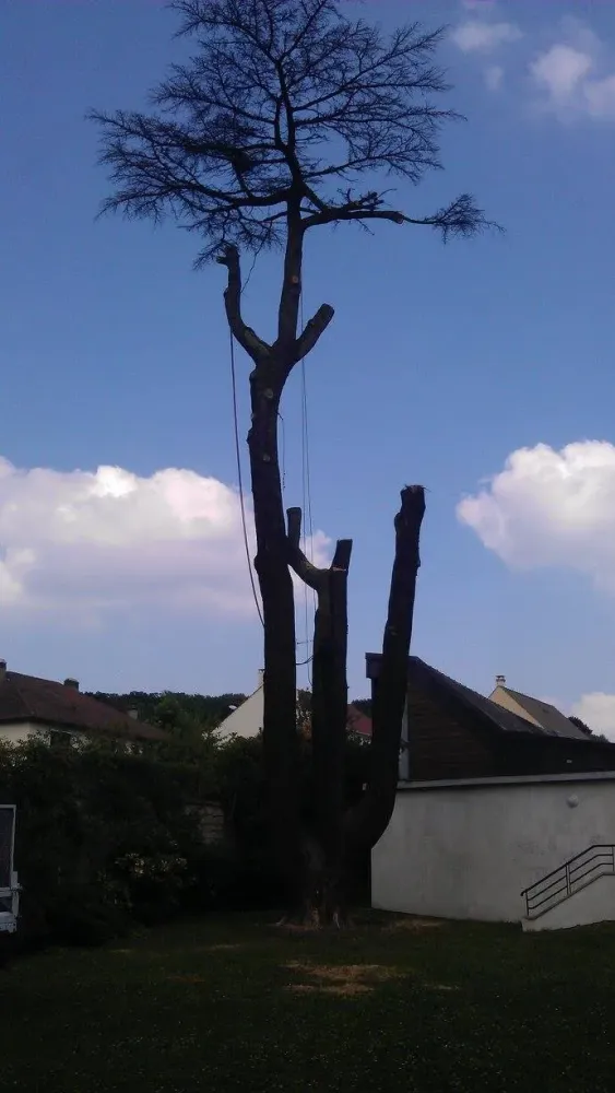 Arborijardin - Abattage et démontage (7)webp