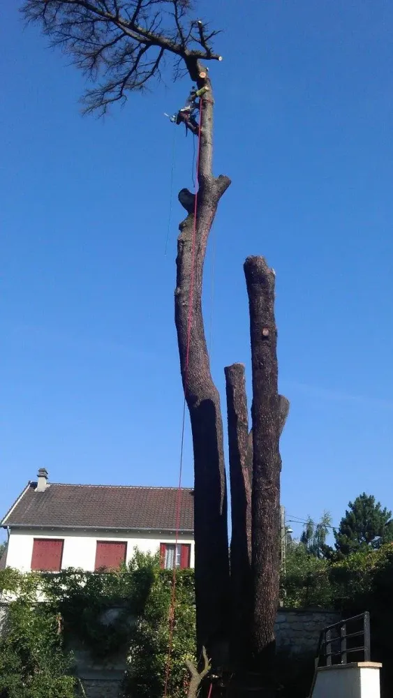 Arborijardin - Abattage et démontage (8)webp