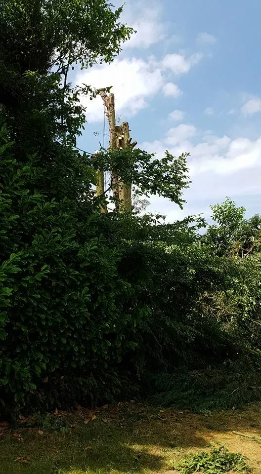Arborijardin - Abattage et démontage (9)webp