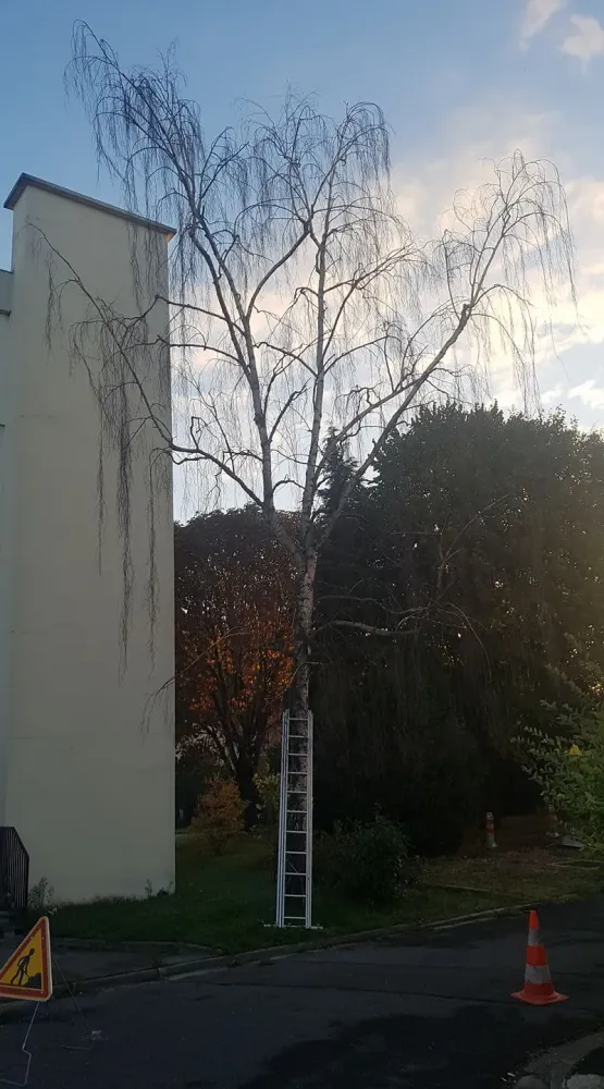 Arborijardin - Abattage et démontage (10)webp